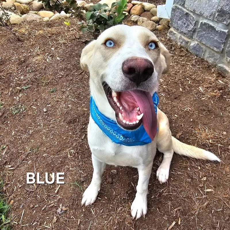 Blue