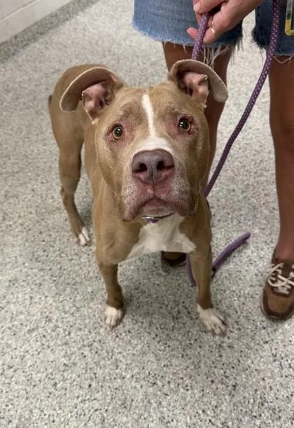 An adult large-sized male Yellow / Tan / Blond / Fawn Pit Bull Terrier dog named Azlan for adoption in Kansas City, MO