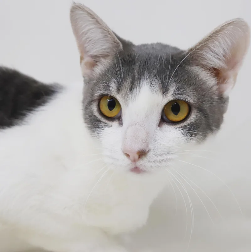 Checkers is the SWEETEST thumbnail 2