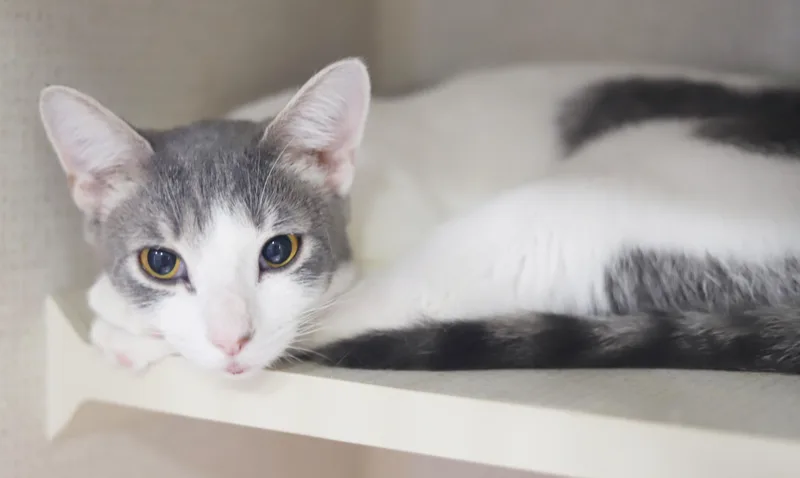 Checkers is the SWEETEST thumbnail 3
