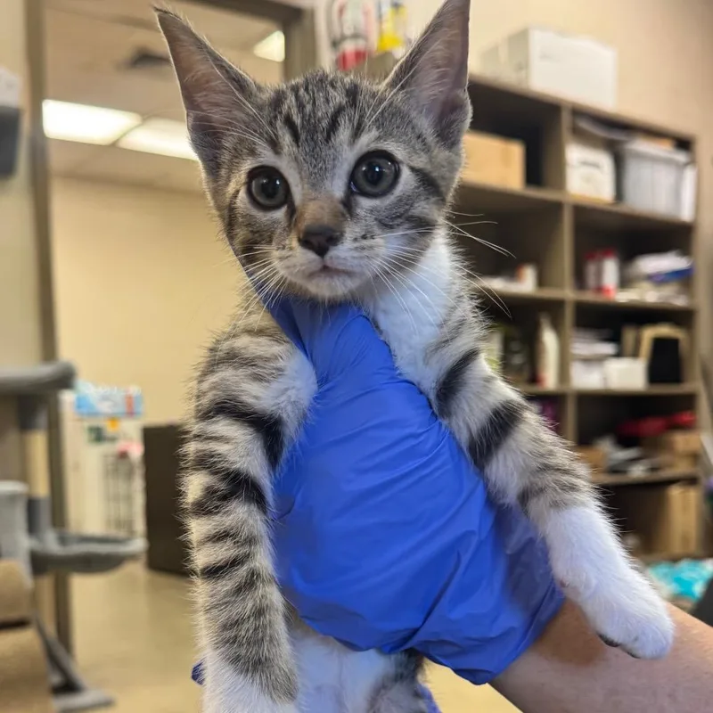 A baby small-sized male Brown / Chocolate Domestic Short Hair cat named Shark for adoption in Birmingham, AL