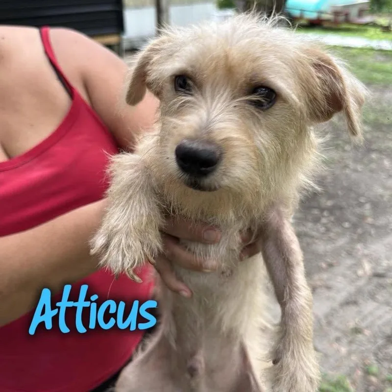Atticus HW+ thumbnail 6