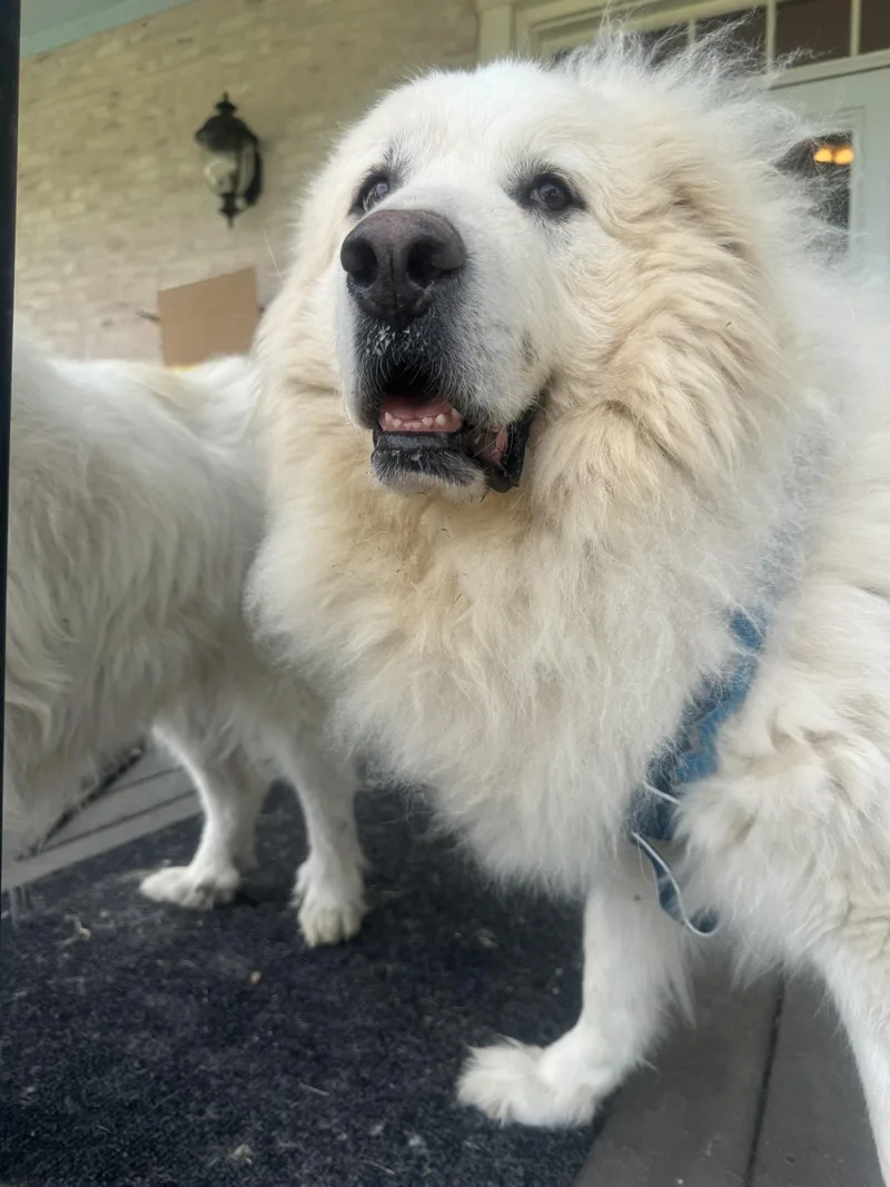 An adult extra large-sized female Great Pyrenees dog named Cora Atx for adoption in Quinlan, TX