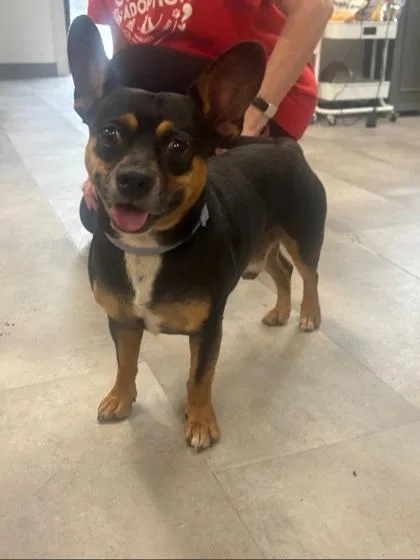 An adult small-sized male Chihuahua dog named Toby for adoption in West Chester, PA
