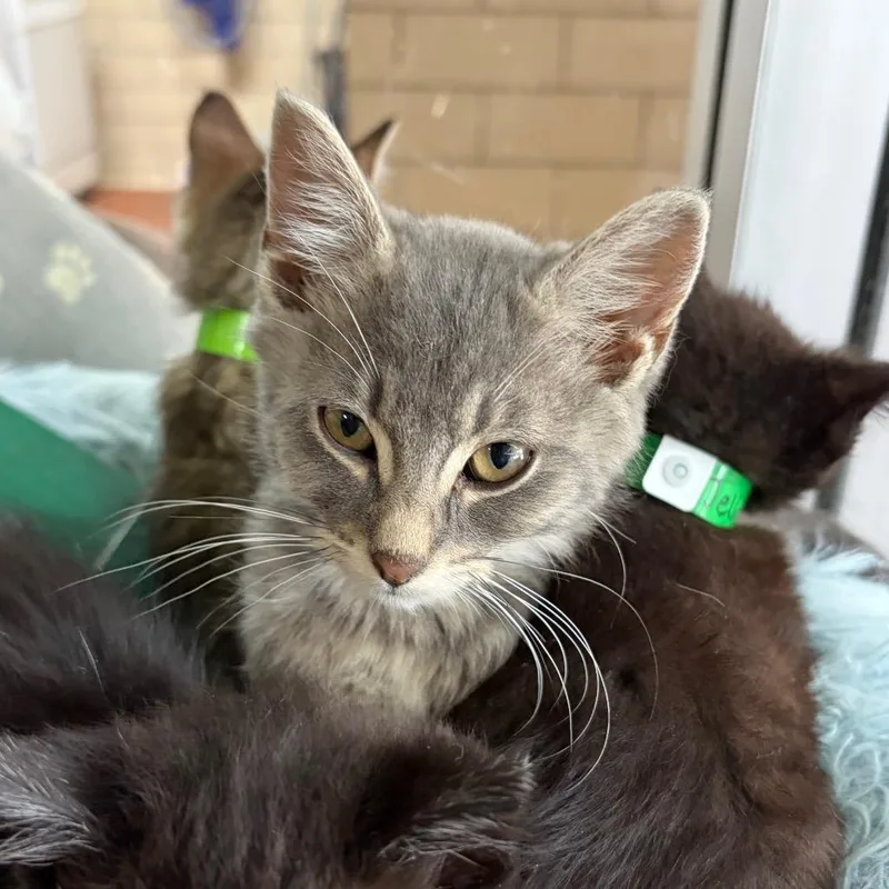 A baby small-sized male Gray / Blue / Silver Domestic Medium Hair cat named Titan for adoption in West Point, MS