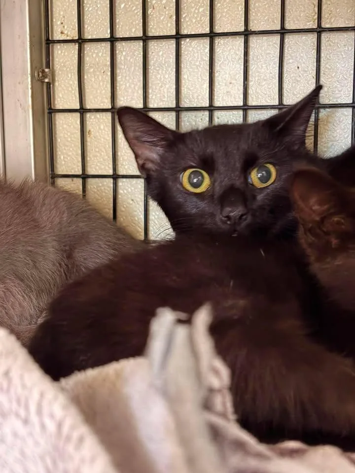 A young large-sized female Domestic Short Hair cat named Galaxy for adoption in Greensburg, IN