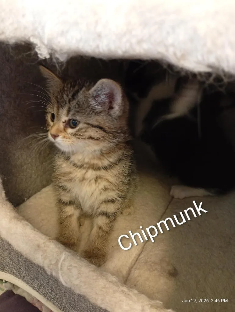 A baby small-sized female Domestic Short Hair cat named Chipmunk for adoption in Saint James, MN