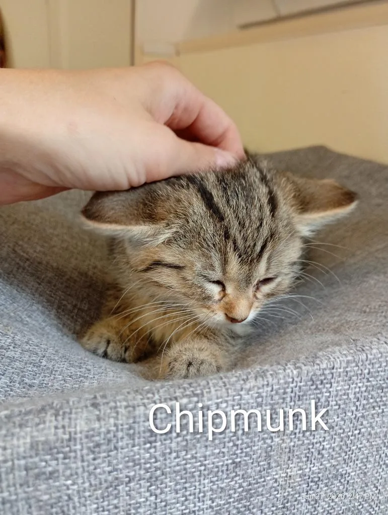 Chipmunk thumbnail 2