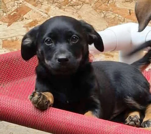 A baby medium-sized female Black Dachshund dog named FireCracker for adoption in Silvana, WA