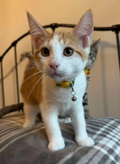 A baby medium-sized male Orange & White Domestic Short Hair cat named Chester for adoption in Warr Acres, OK