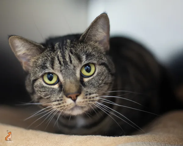 An adult medium-sized female Domestic Short Hair cat named Athena for adoption in Roanoke, VA