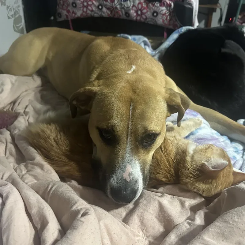 A young large-sized female Yellow / Tan / Blond / Fawn Pit Bull Terrier dog named Winnie for adoption in Cashmere, WA