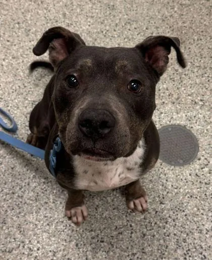 An adult large-sized male Merle (Blue) Pit Bull Terrier dog named Marvel for adoption in Kansas City, MO