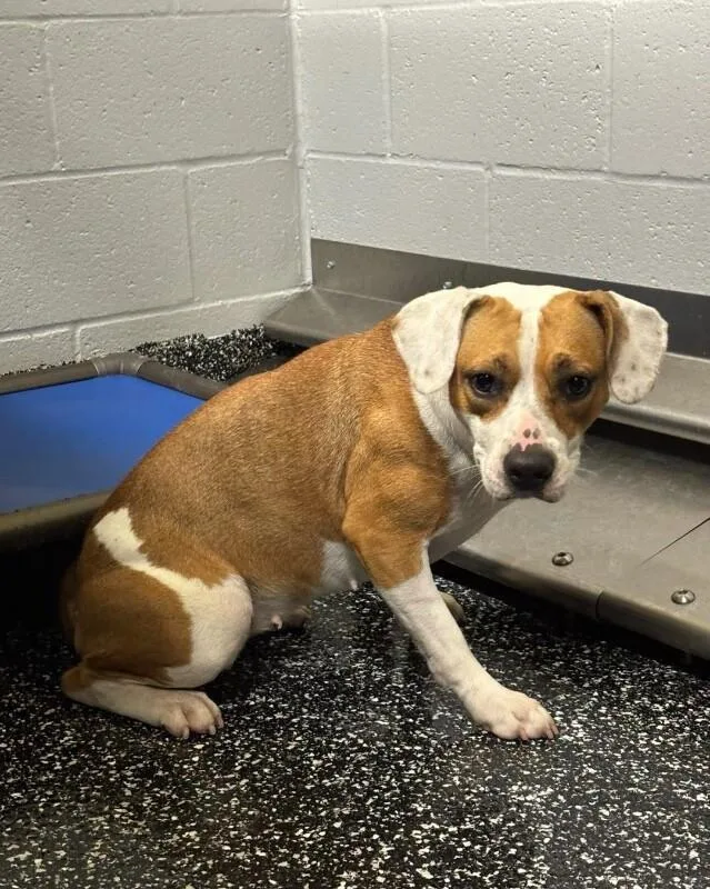 An adult medium-sized female Brown / Chocolate Mixed Breed dog named Amelia for adoption in Jackson, TN