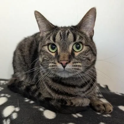 An adult medium-sized male Tabby (Brown / Chocolate) Domestic Short Hair cat named Basil for adoption in Rochester, MN