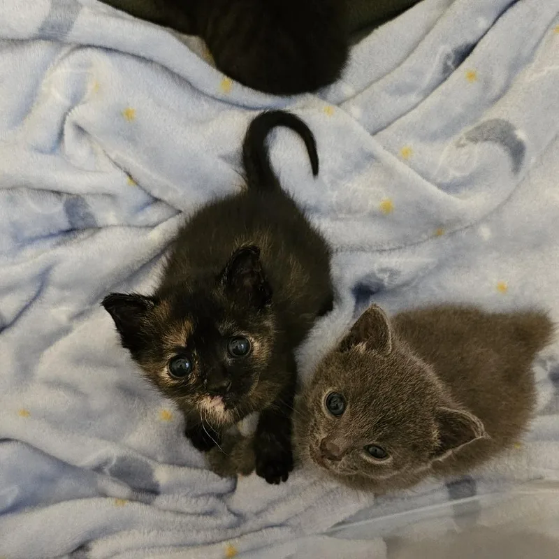A baby small-sized female Tortoiseshell Domestic Short Hair cat named Aurora for adoption in Little Rock, AR