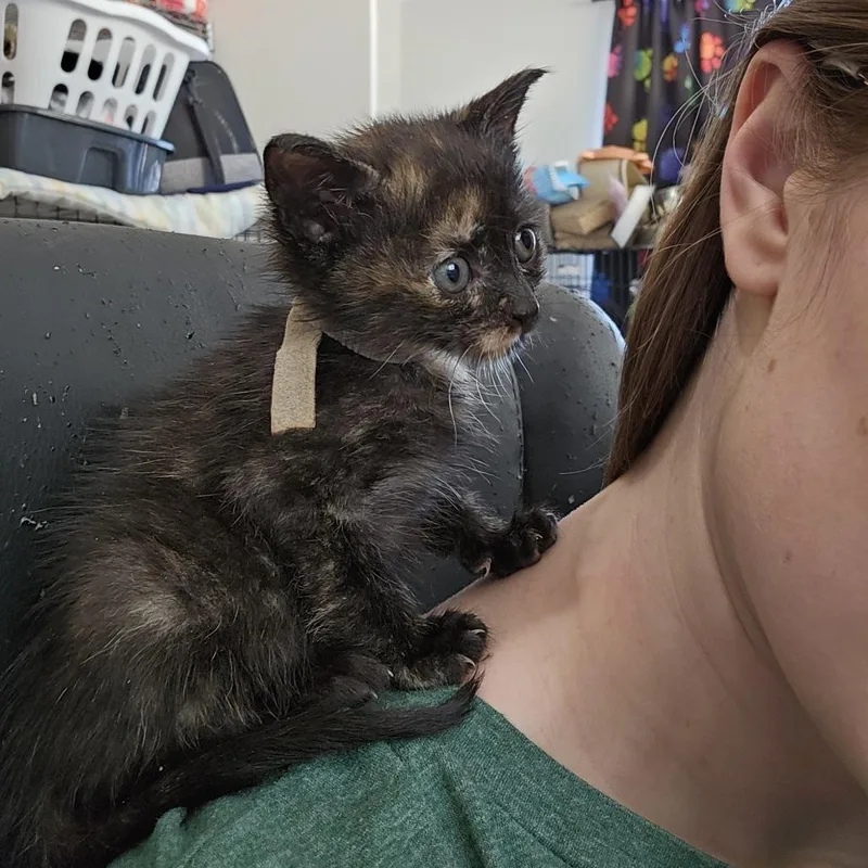 Aurora thumbnail 2