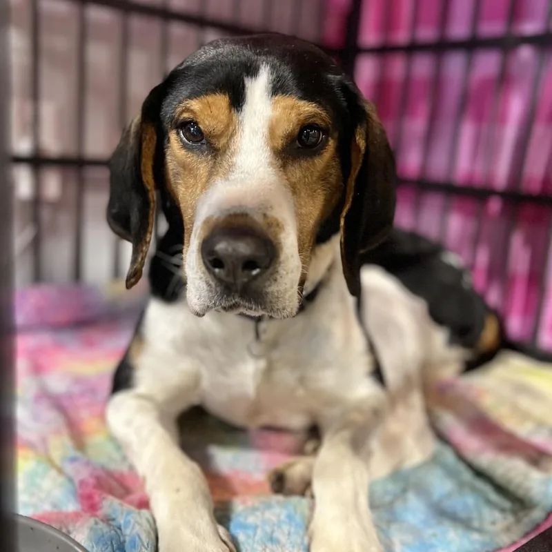A senior medium-sized male Brown / Chocolate Hound dog named Herschel for adoption in Salt Lake City, UT