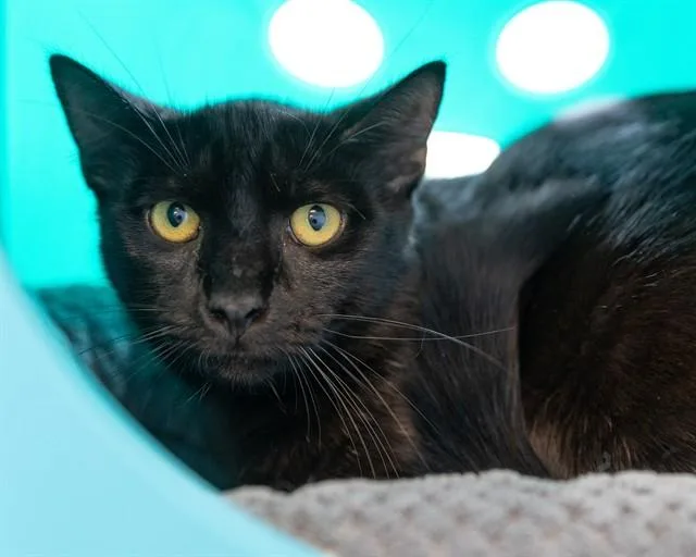 A young medium-sized male Domestic Short Hair cat named Obsidian for adoption in Leesburg, VA