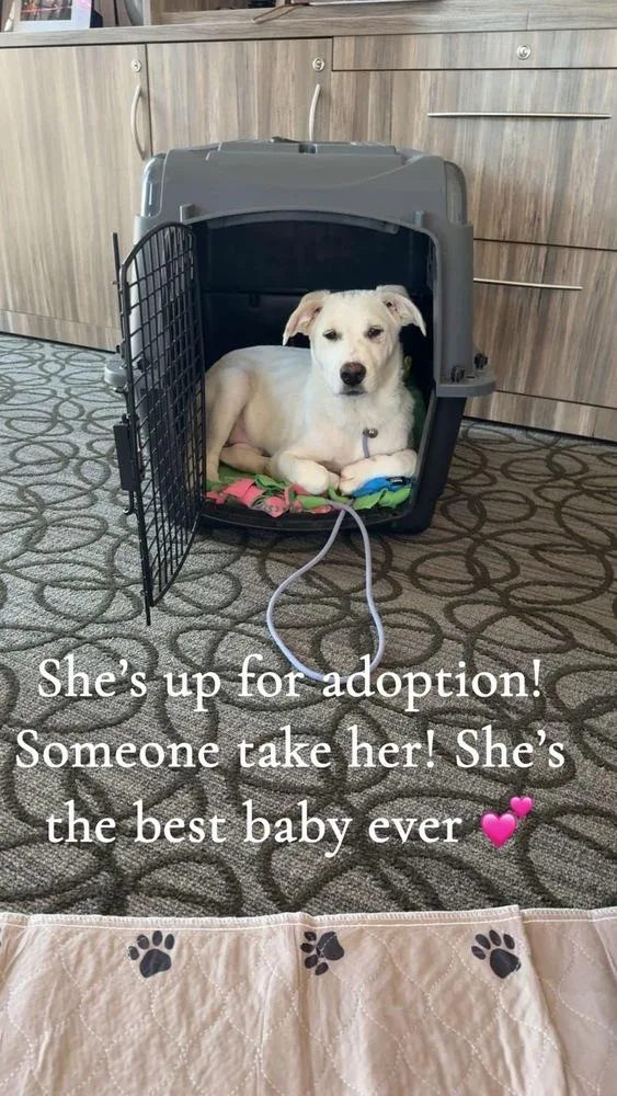 Tiger Lily thumbnail 2