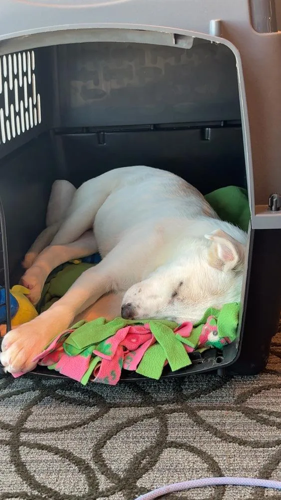 Tiger Lily thumbnail 3