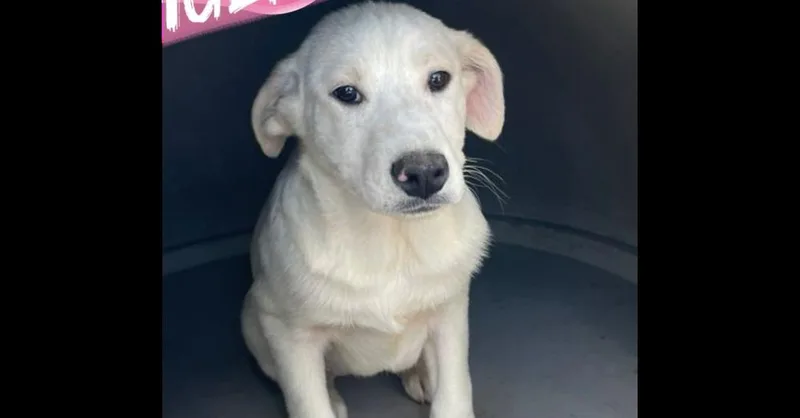 A baby medium-sized female White / Cream Labrador Retriever dog named Tiger Lily for adoption in Naperville, IL