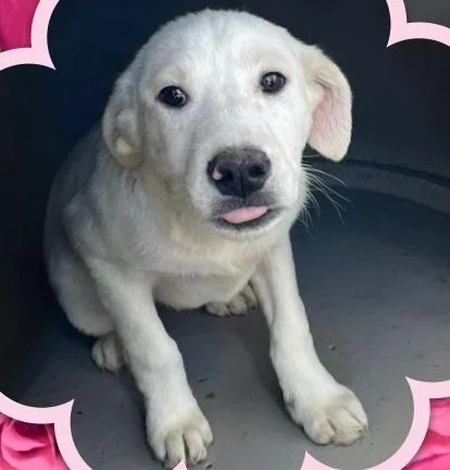 Tiger Lily thumbnail 4