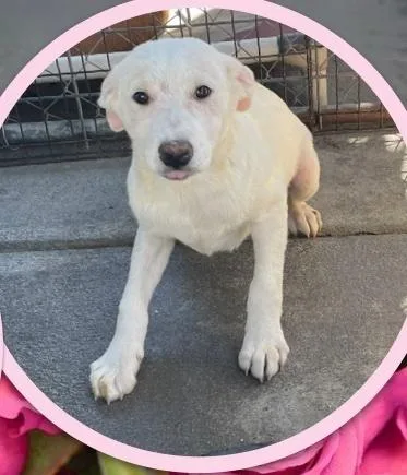 Tiger Lily thumbnail 5