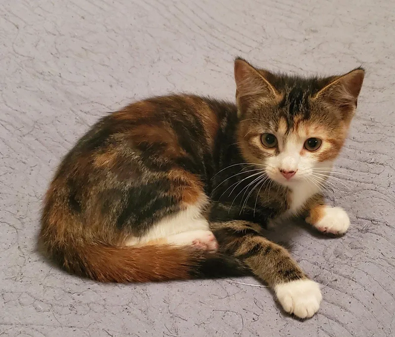 A baby small-sized female Domestic Short Hair cat named Mocha for adoption in Arlington, TX