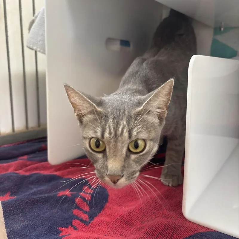 An adult medium-sized female Gray / Blue / Silver Domestic Short Hair cat named Alice for adoption in Santa Barbara, CA