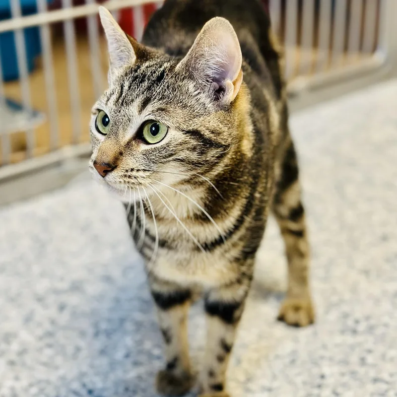 A young medium-sized female Tabby (Brown / Chocolate) Domestic Short Hair cat named Pepper for adoption in Manahawkin, NJ
