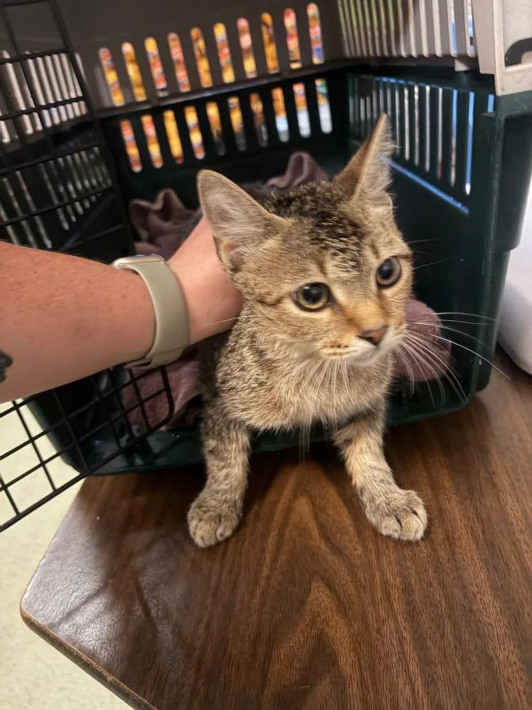 A baby large-sized male Bengal cat named Obie for adoption in Gallatin, TN