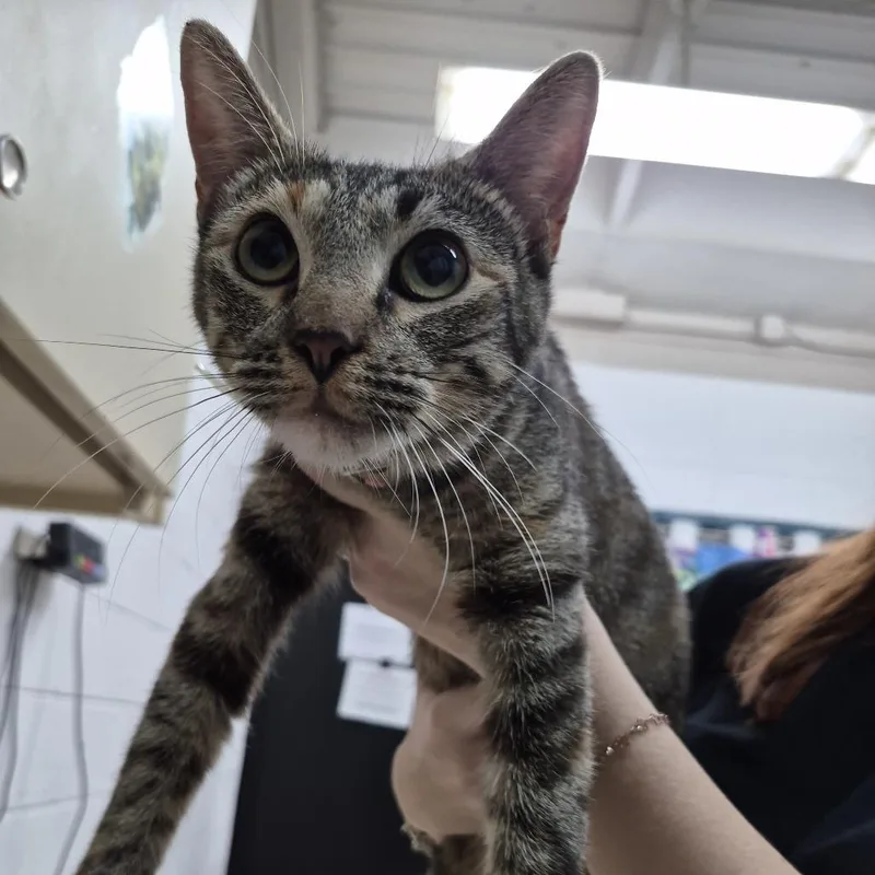 A young medium-sized female Black Domestic Short Hair cat named Pennywise for adoption in Ardmore, OK