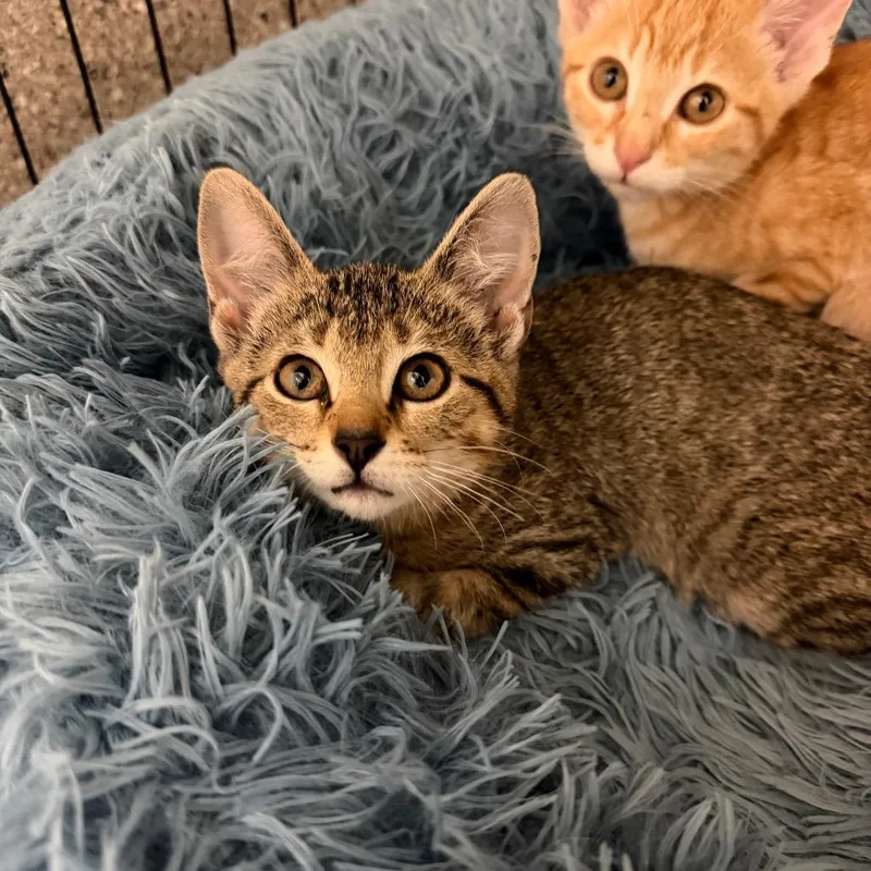 A baby small-sized female Gray / Blue / Silver Domestic Short Hair cat named Mylanta for adoption in Detroit Lakes, MN