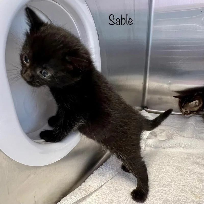 A baby small-sized female Black Domestic Short Hair cat named Sable for adoption in Madisonville, TN