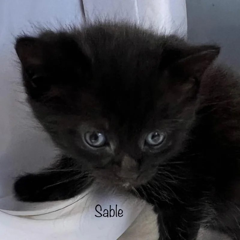Sable thumbnail 4