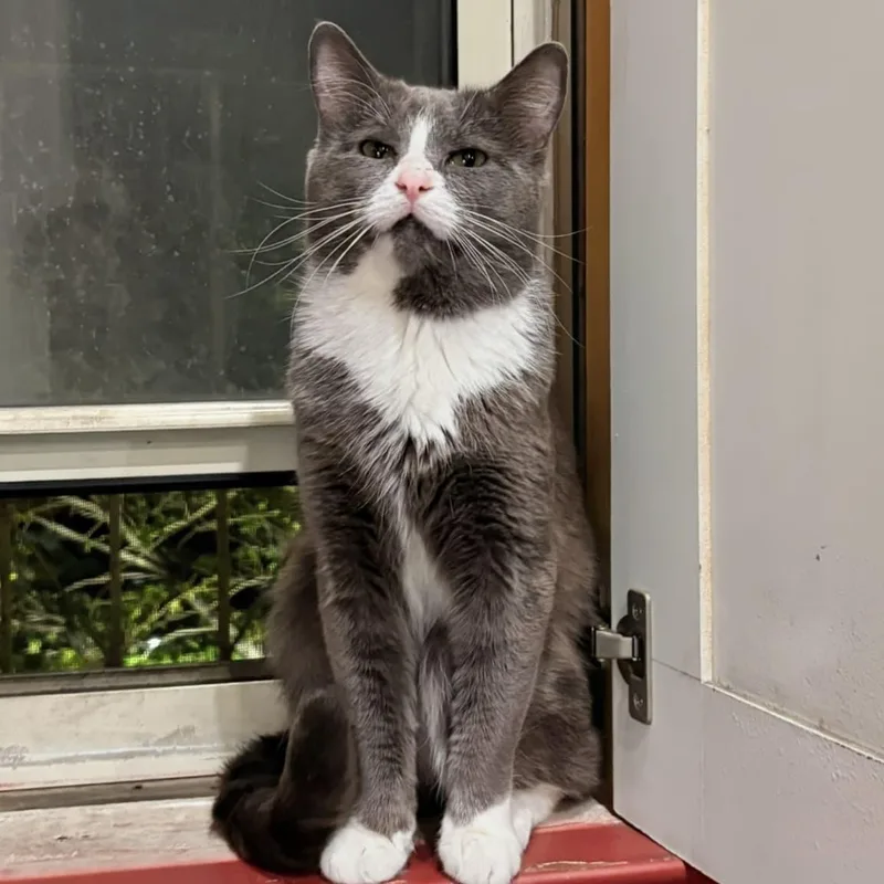 Pork Chop thumbnail 2