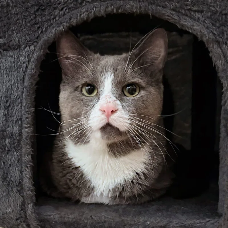 An adult large-sized male Domestic Short Hair cat named Pork Chop for adoption in New York, NY