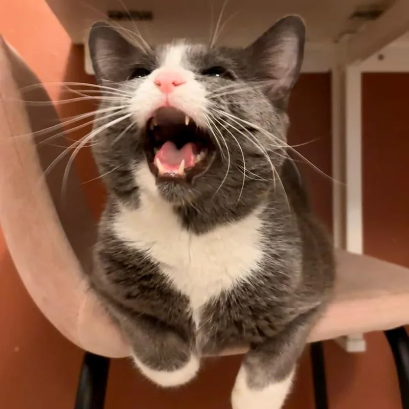 Pork Chop thumbnail 3