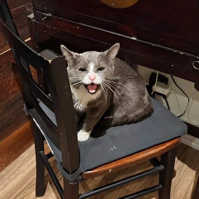 Pork Chop thumbnail 4