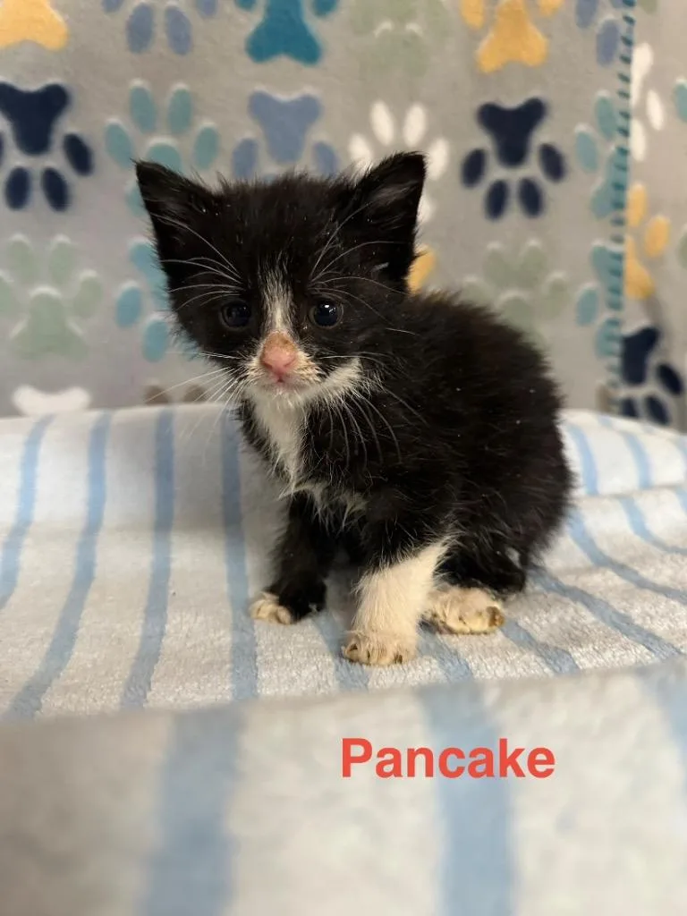 A baby medium-sized female Domestic Short Hair cat named Pancake for adoption in Wabash, IN