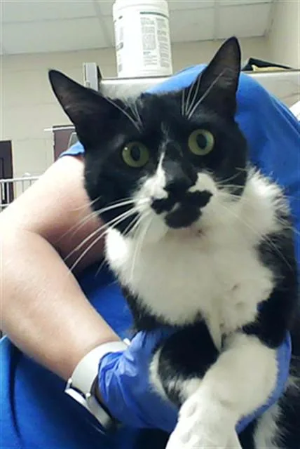 A young medium-sized male Domestic Short Hair cat named Spookie for adoption in Fayetteville, NC