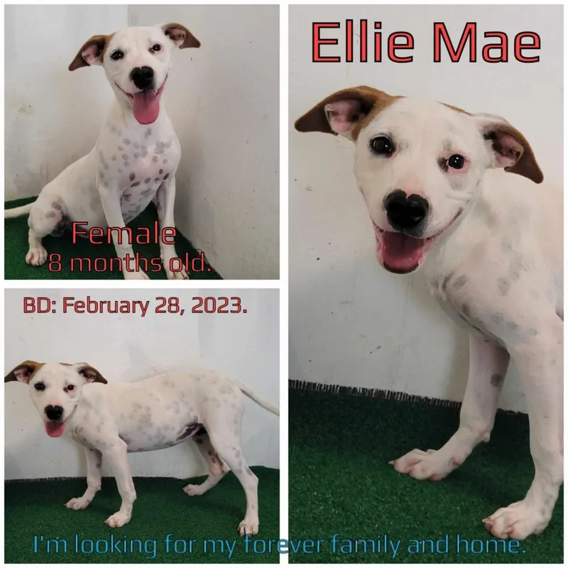 Ellie Mae thumbnail 2