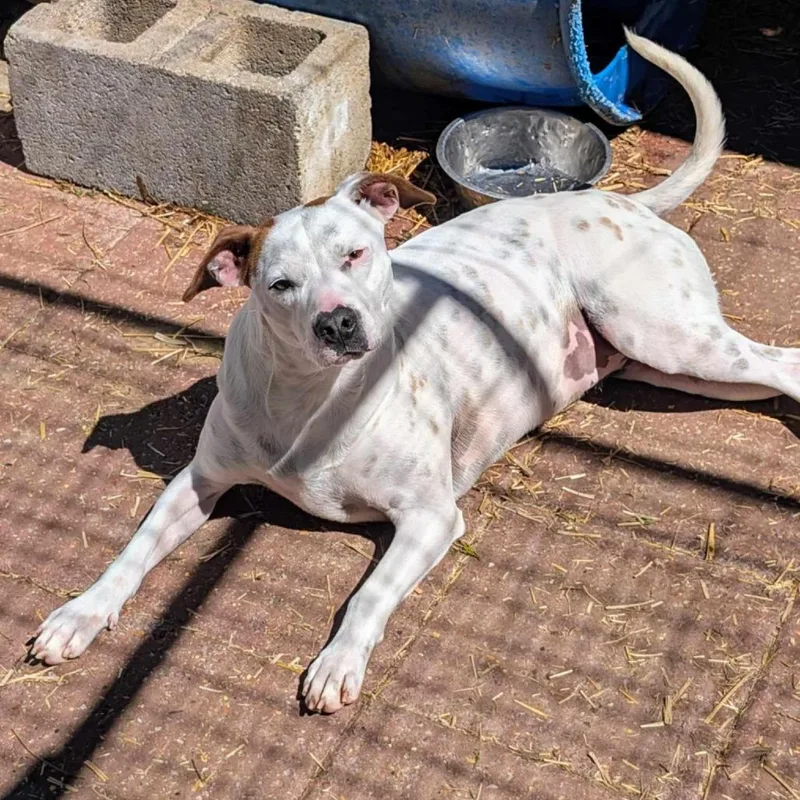 Ellie Mae thumbnail 3