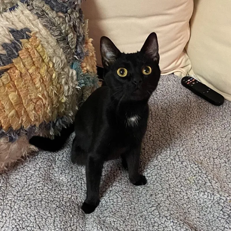 An adult small-sized female Black Domestic Short Hair cat named Brittney for adoption in Marietta, GA