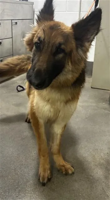 Suri