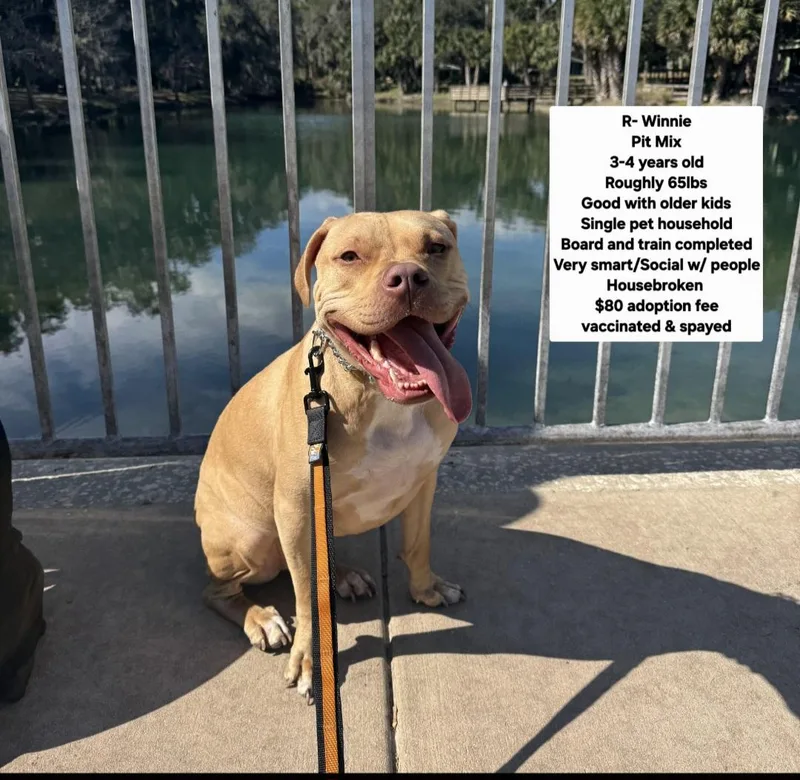 An adult medium-sized female Pit Bull Terrier dog named R Winnie for adoption in Oviedo, FL