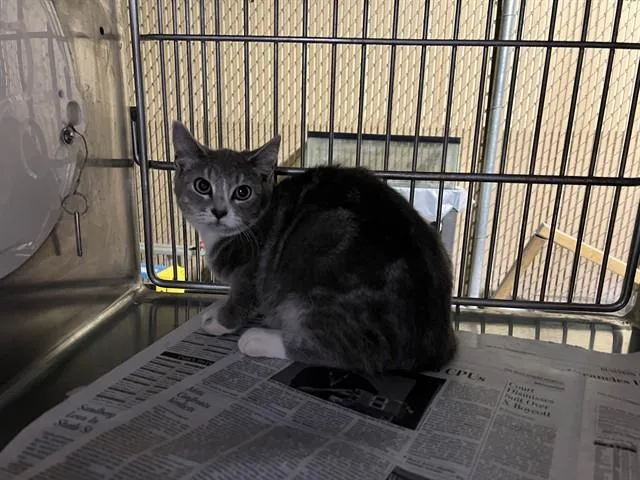 A baby medium-sized female Domestic Short Hair cat named Lock for adoption in Baldwin Park, CA