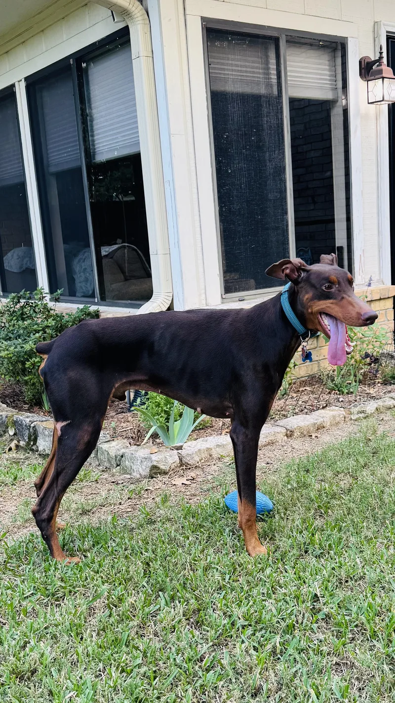 An adult large-sized male Red / Chestnut / Orange Doberman Pinscher dog named Dash for adoption in Tyler, TX