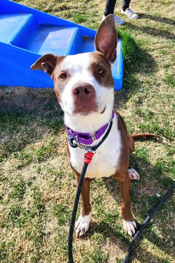 An adult medium-sized female Pit Bull Terrier dog named Dolly for adoption in Pocatello, ID
